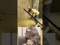 #cat #catreaction #viral #shorts