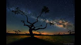 The Galaxy Tree #shorts
