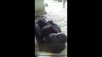 Chimpanzees Grooming Session at Tama Zoo