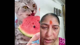 #cat #fun #with #my #grinder #daughter😺 ise video like aur subscribe 😄❤️🙏