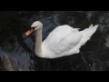 Белый лебедь в парке Графа Воронцова город Алупка