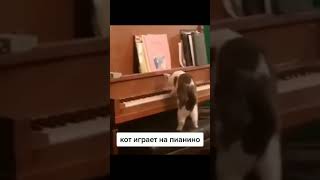 Кот играет на пианино