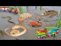 So Amazing...Catching Colorful Betta Fish In The River, Giant Catfish, Ornamental Fish, Turtle, Bird