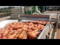 Sweet potato automatic packing line eshet eilon