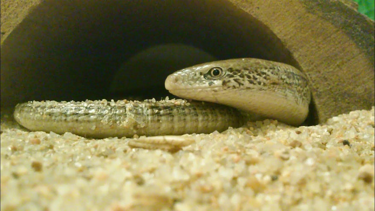 LARRY THE LEGLESS LIZARD NOT EATING A (FREEZE DRIED CRICKET) DRUMSTICK