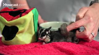 How to Bond with a Sugar Glider | Sugar Gliders