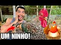 Como fazer um ninho simples e funcional para a galinha | Novo Galinheiro ? | Aves Recriar