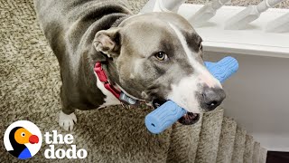 Adorable Pittie Just Wants To Be Noticed | The Dodo Pittie Nation