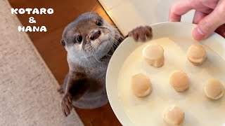 Otters Go Into Scallop-Fueled Eating Frenzy