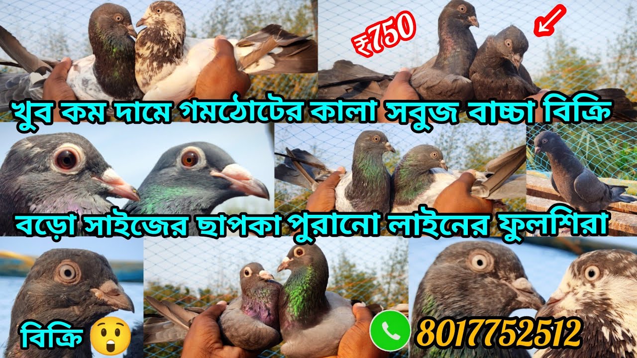 খুব কম দামে গমঠোটের কালাসবুজ বিক্রি বড়ো সাইজের ছাপকা পুব়ানো লাইনের ফুলশিব়া বিক্রি😲🔥