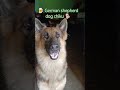 German shepherd dog VS street dog #youtubeshorts #shortvideo #funnyvideo #germanshepheard #funnydog