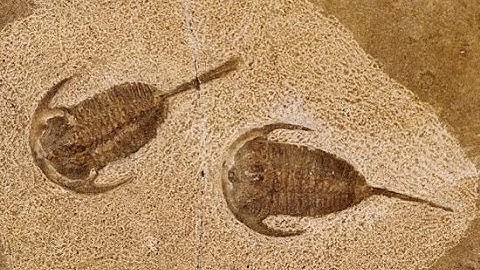 The Record of the Rocks by Dr Don Patton. Who is God?