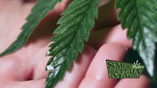 THCa Flower Strains and Terpene Science – 10 Best THCa Strains This Season!