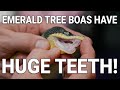 World’s Craziest Emerald Tree Boas – MASSIVE Teeth &amp; Rare Morphs! | NERD Behind the Scenes
