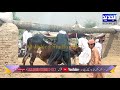 Bail race 2019 mela layyah pakistan  al jadeed studio 4k