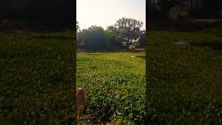 𝓓𝓮𝓿𝓮𝓷𝓭𝓪𝓻