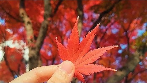 I Witnessed Climate Change: Why It