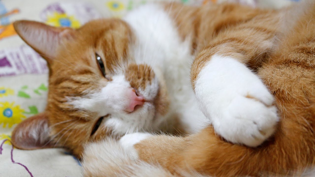 甘えん坊 茶トラ猫 マック 寝顔が可愛い赤ちゃんみたい 癒し動画 Cat Mac Cuteness Purring And Sleeping Like A Baby Youtube