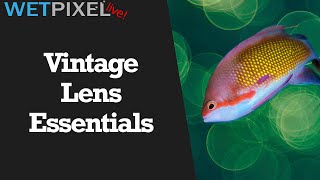 An Underwater Photographer's Guide to Vintage Lenses