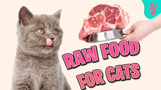 🍗 Raw Cat Food - Cat Nutrition and Diet | Furry Feline Facts by Furry Feline Facts 528 views 2 years ago 9 minutes, 44 seconds
