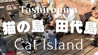 'Cat Island Tashirojima Nyanko Trip' introduces the cat island in Ishinomaki City, Miyagi Prefecture