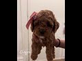 My baby Ginger growing up 💓 #foryou #puppy #viralvideo #dogmom #subscribe