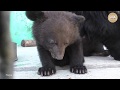 Гималайский медвежонок Умка. Тайган | Himalayan Bear Umka. Taigan