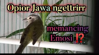 Burung pier si Opior Jawa ngettrirr menaikan volume Opior Jawa bahan  @poniran Kwok channel
