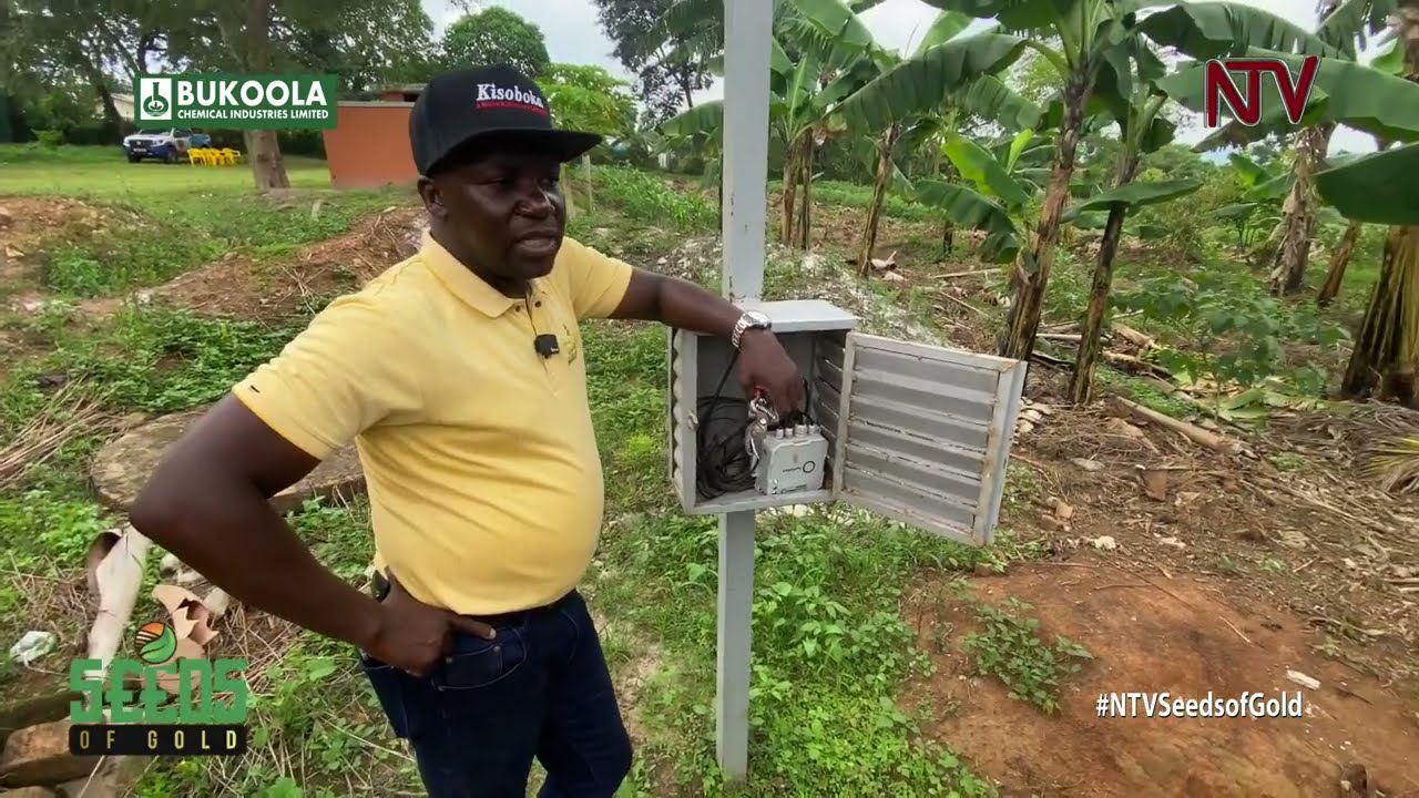 Coffee nursery tips and secrets | SEEDS OF GOLD