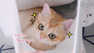 캥거루가 되고싶은 귀여운 아기고양이 (cat vlog)