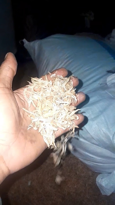 Udang rebon kering siap di kirim