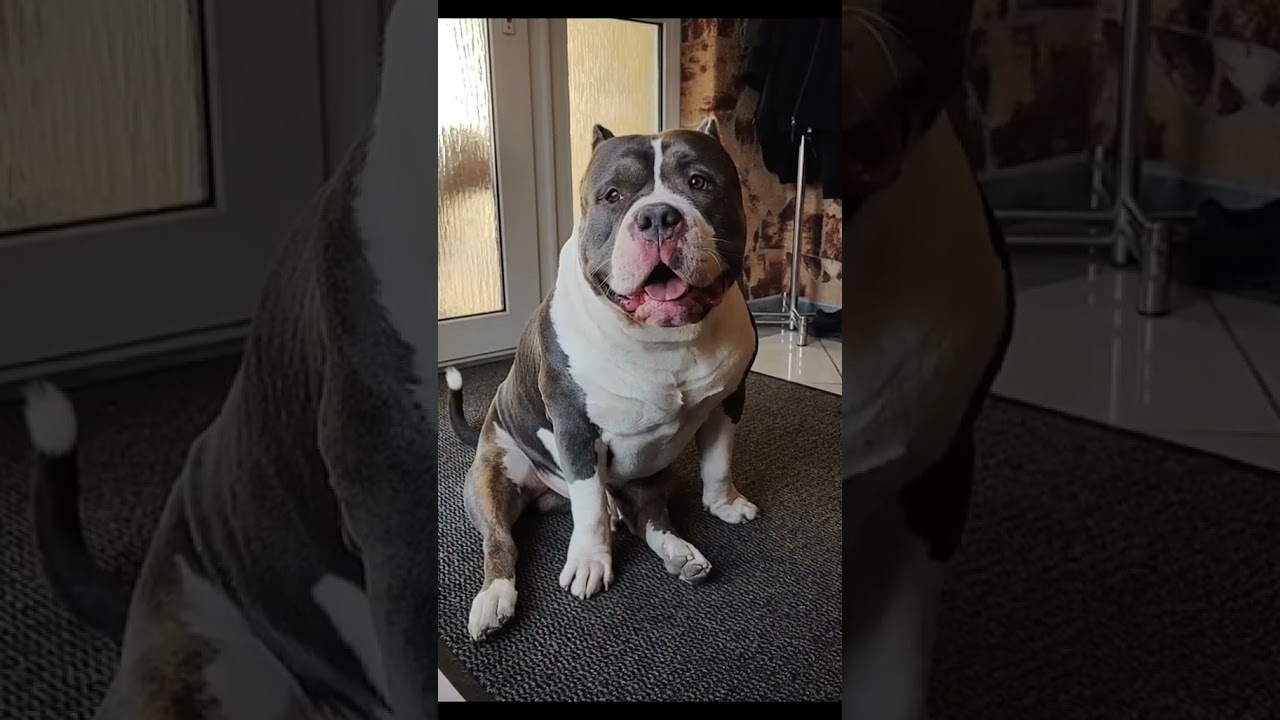 Amon XL American Bully parents 