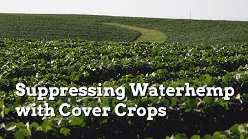 Suppressing Waterhemp in Soybeans with Cover Crops - Practical Cover Croppers