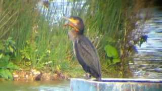 Juvenile Sinensis Cormorant With Large Pike Lure Attached To Bill, At Piccotts End Pools, 291013