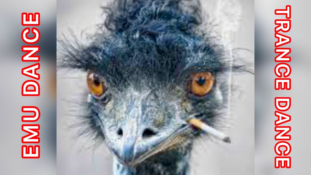 Emu Dance Trance Dance Funky Instrumental with Didgeridoo