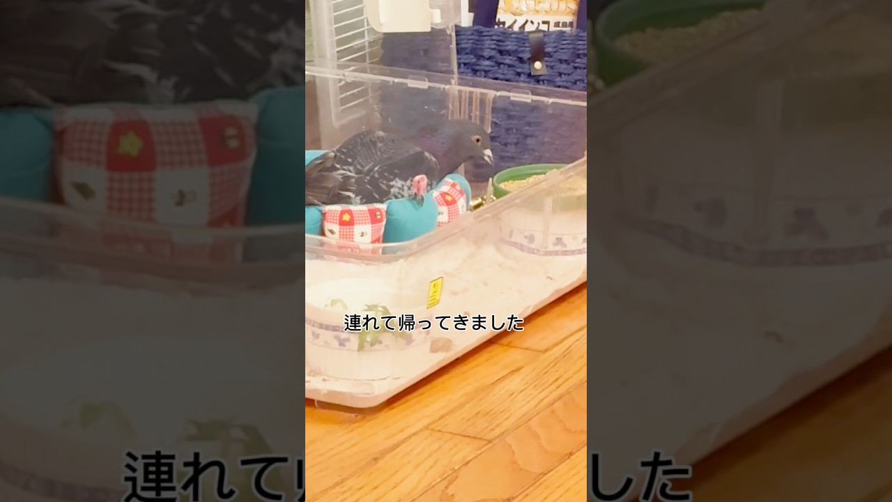 こばとだった第13話 鳩のトコちゃんが遊んでいます #エミチヤンアニマル #daily_life_of_cat_and_crow #保護動物