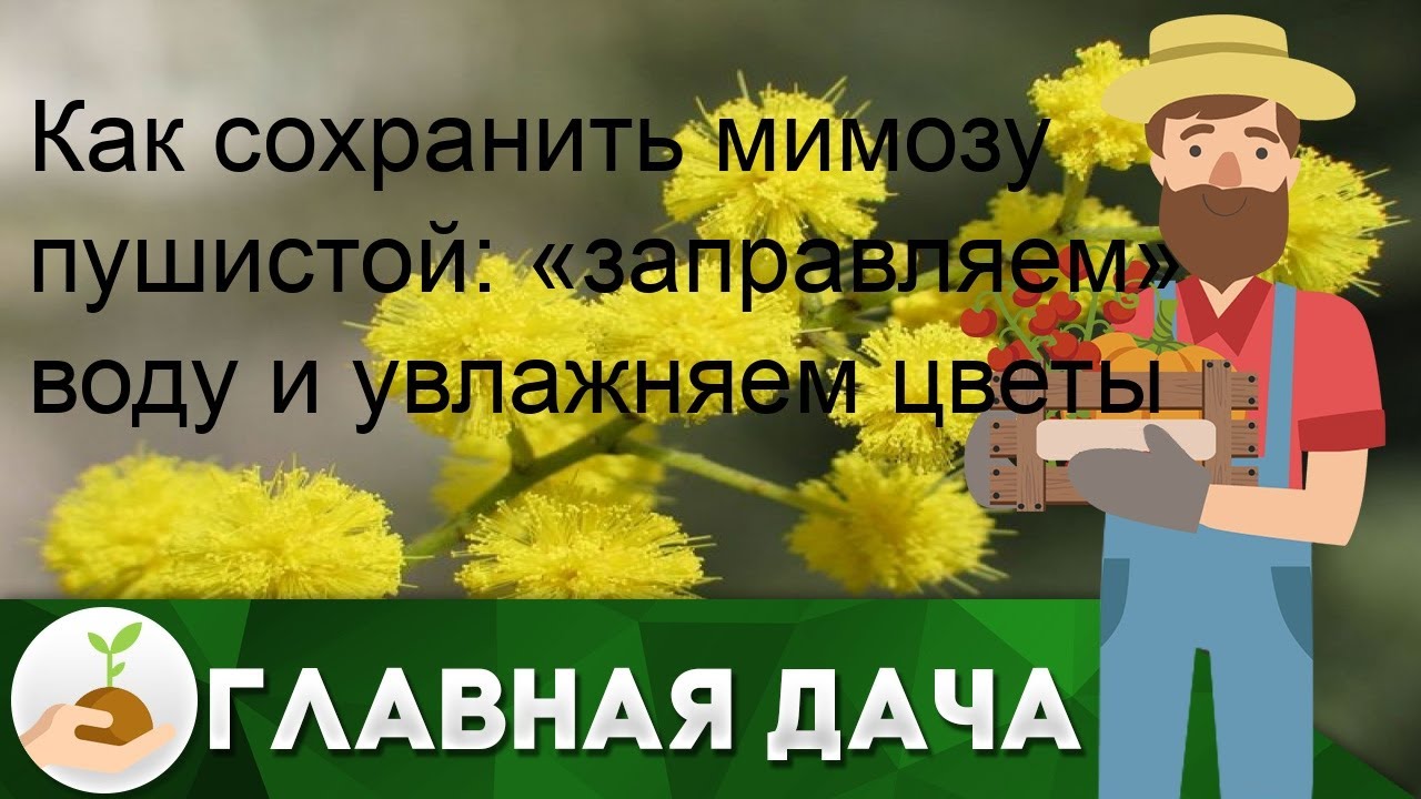 Мимозу поставить в воду или без воды