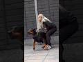 Dog evolution  #dog #evolution #pitbull #doberman #shortvideo #viral
