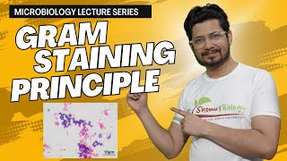 Gram staining procedure explained in Hindi | gram staining principle | gram staining steps