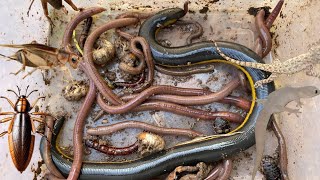 WOO! I never seen before Black snake,Earth worms,Geckos,Coconut worms,Crickets,Bugs.