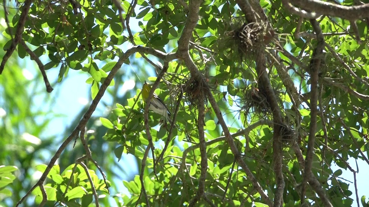 Yellow-throated Vireo singing at Sarasota Memorial Healthcare Park