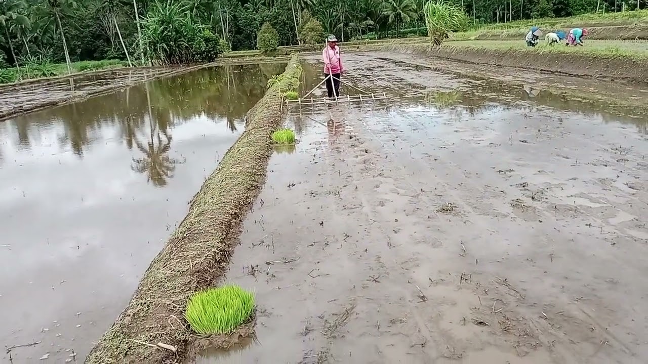 Proses tanam padi tradisional.. 