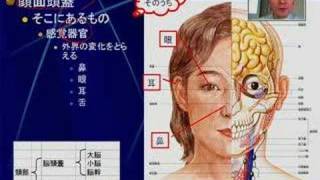 頭・頸部の解剖・生理学