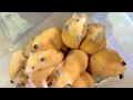 ハム部屋の掃除終わりました