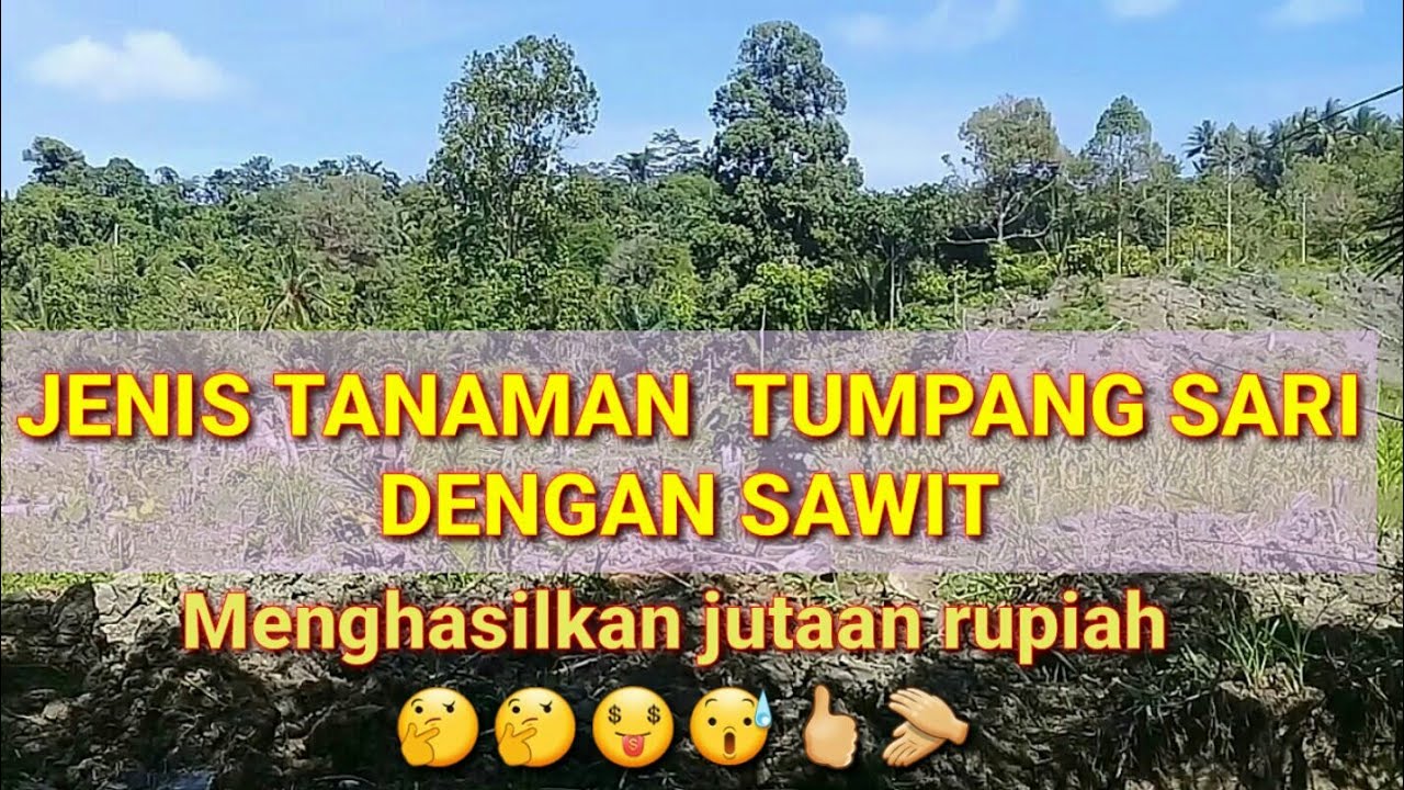 #tumpangsari#kelapasawit         jenis tanaman tumpang sari dengan sawit