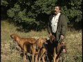 Chasse : Les chiens courants sur chevreuil et lapin (documentaire)