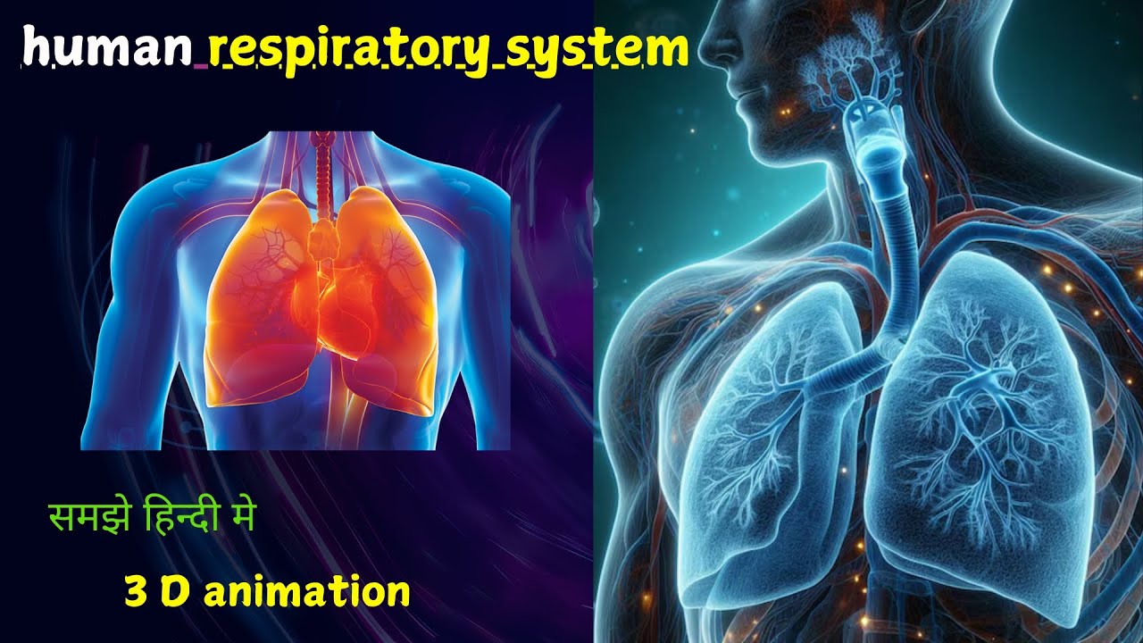 HUMAN RESPIRATORY SYSTEM || 3 D ANIMATION || LUNGS AND BREATHING || ANIMATION IN RESPIRATORY SYSTEM