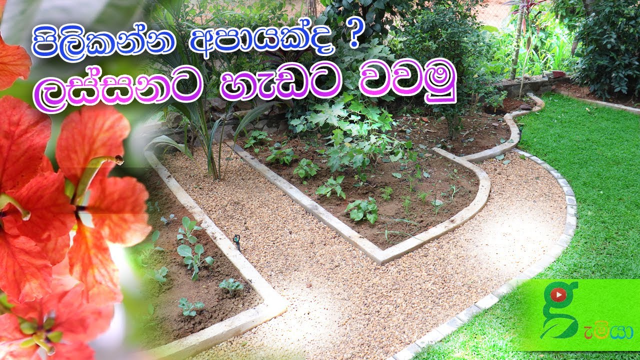 99 ඔබ කැමතිද මල් පලතුරු එලවලු උතුරායන සුන්දර ගෙවත්තකට ? how to make kitchen garden at home ?