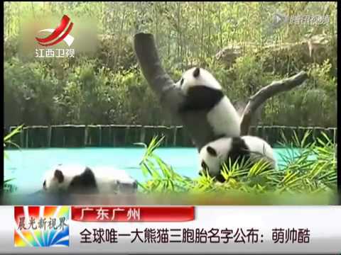 广州：全球唯一大熊猫三胞胎名字公布