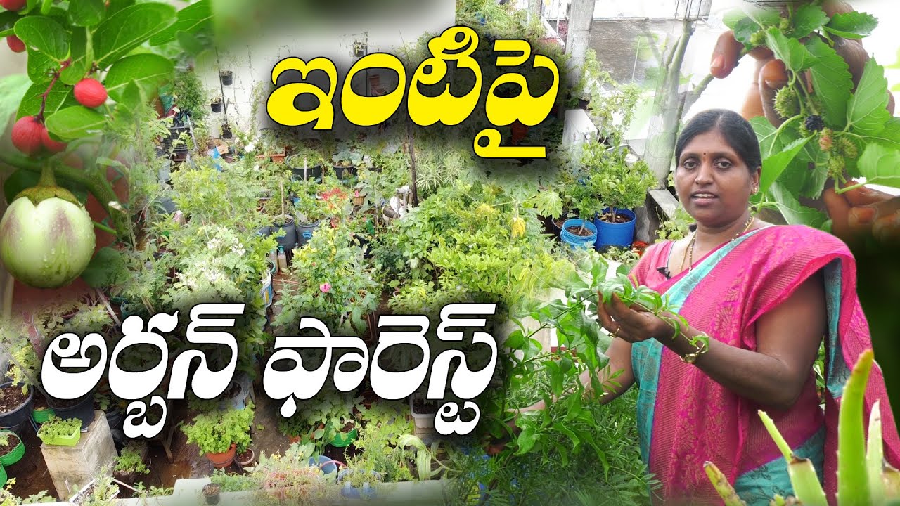 నవ్విన వారే - సూపర్ అని మెచ్చుకుంటున్నారు | Urban farming | Vanaja Reddy